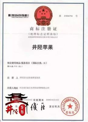 水果愛好者的福音 國家地理標志產品“井陘蘋果”上市，代理代辦全面啟動